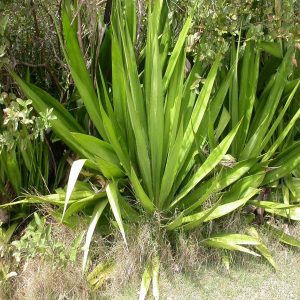 Furcraea foetida