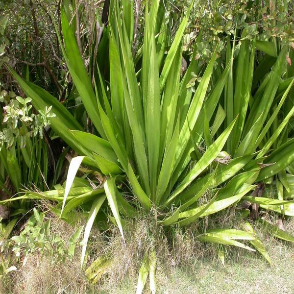 Furcraea foetida - Image 2