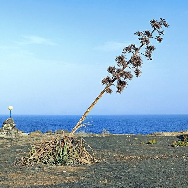 Furcraea foetida - Image 4