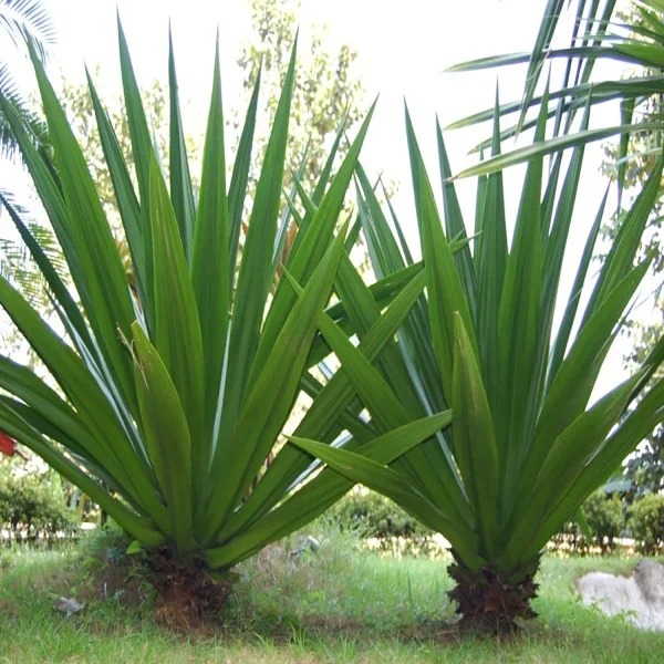Furcraea foetida - Image 5