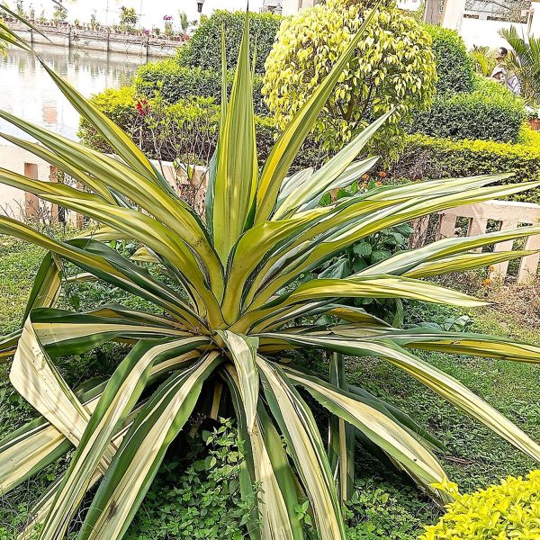 Furcraea foetida - Image 6