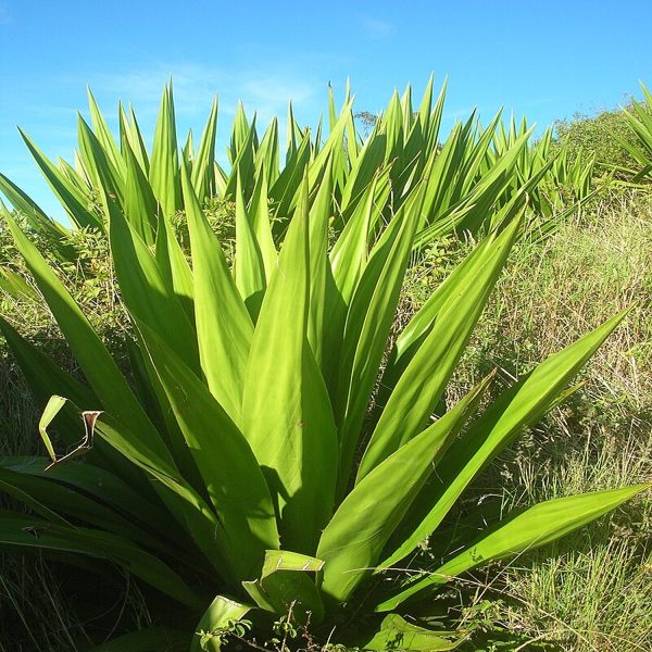 Furcraea foetida - Image 3