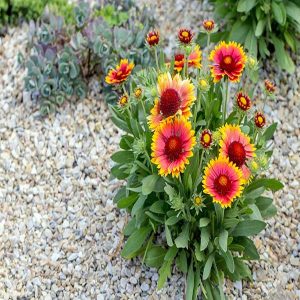 GAILLARDIA SPP.