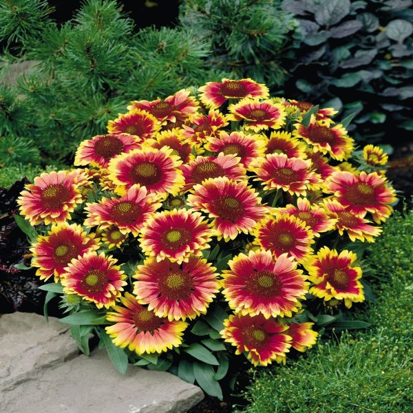 GAILLARDIA - Image 5