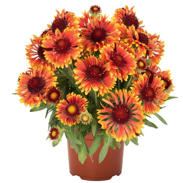 GAILLARDIA SPP.