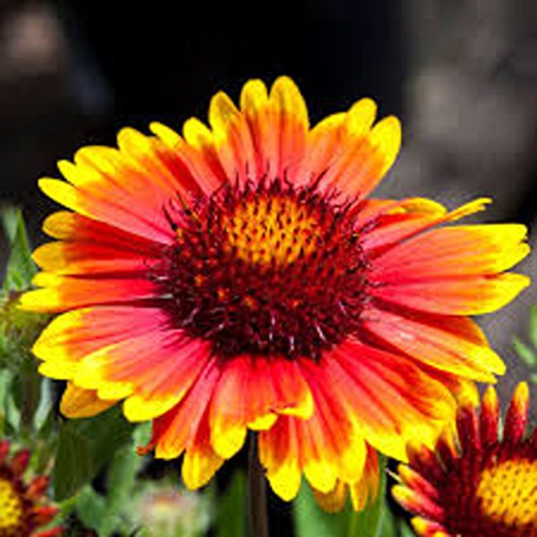 GAILLARDIA SPP. - Image 4