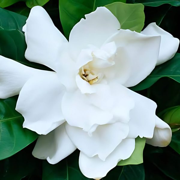 GARDENIA JASMINOIDES FORTINIANA - Image 3