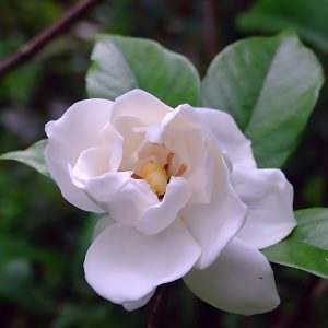 GARDENIA JASMINOIDES FORTINIANA