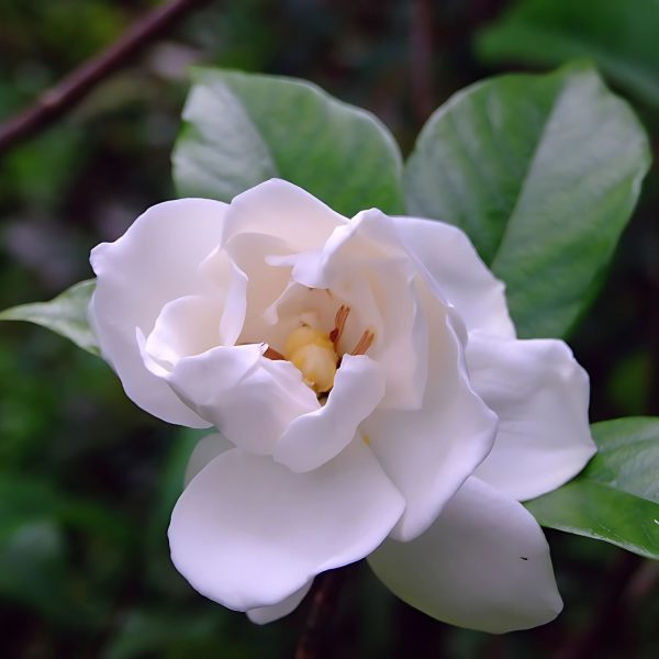 GARDENIA JASMINOIDES FORTINIANA - Image 2