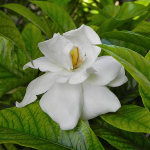 GARDENIA JASMINOIDES FORTINIANA - Image 5