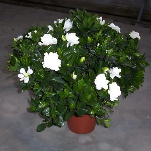 GARDENIA JASMINOIDES FORTINIANA