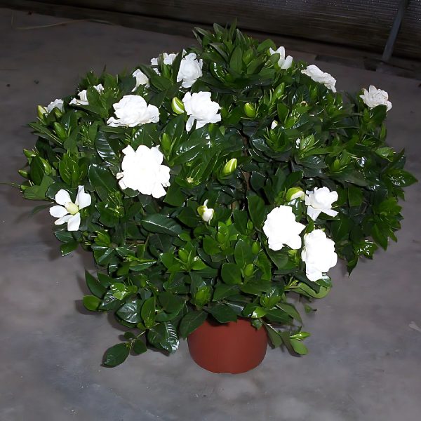 GARDENIA JASMINOIDES FORTINIANA