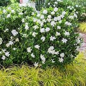 GARDENIA JASMINOIDES VEITCHI
