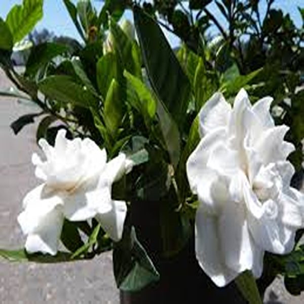 GARDENIA JASMINOIDES VEITCHI - Image 3