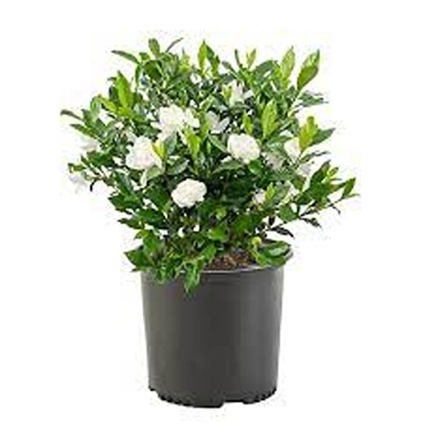 GARDENIA JASMINOIDES VEITCHI - Image 5