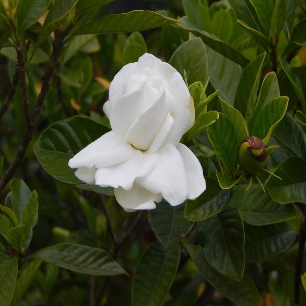GARDENIA JASMINOIDES - Image 2