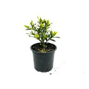 GARDENIA RADICANS