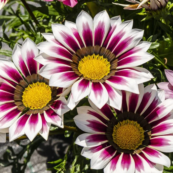 GAZANIA SPP. - Image 4