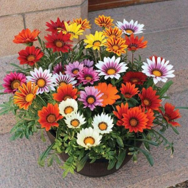 GAZANIA SPP. - Image 3