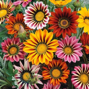 GAZANIA SPP.