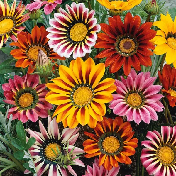 GAZANIA SPP. - Image 2