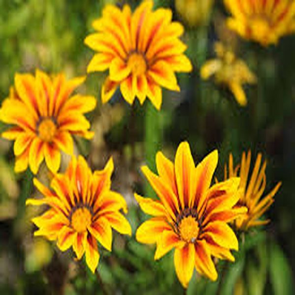GAZANIA SPP. - Image 5