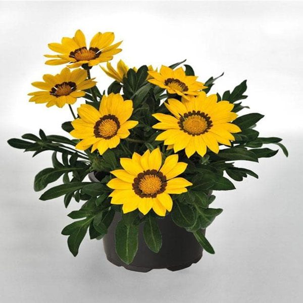 GAZANIA SPP.