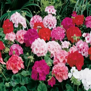 GERANIUM