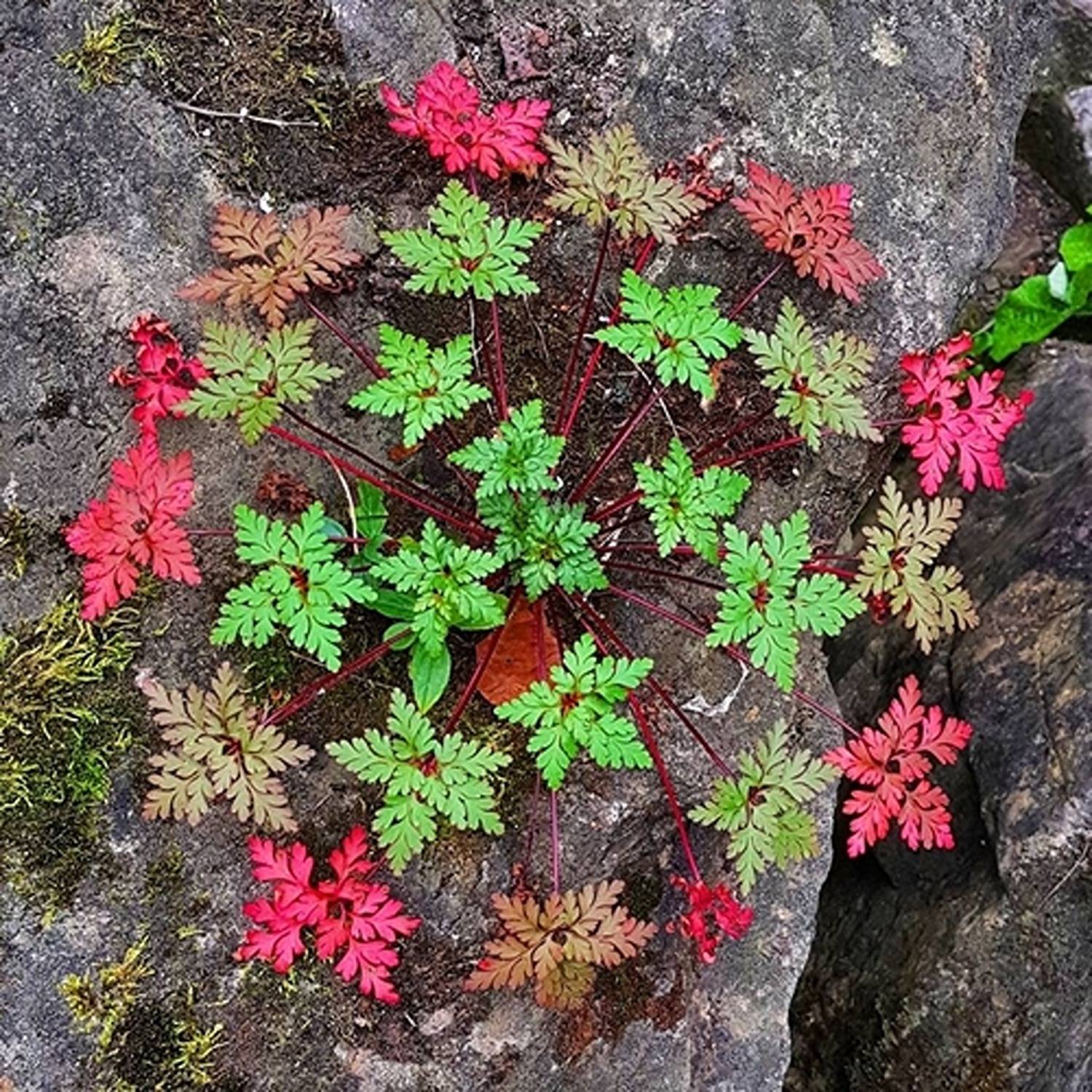 GERANIUM - Image 6