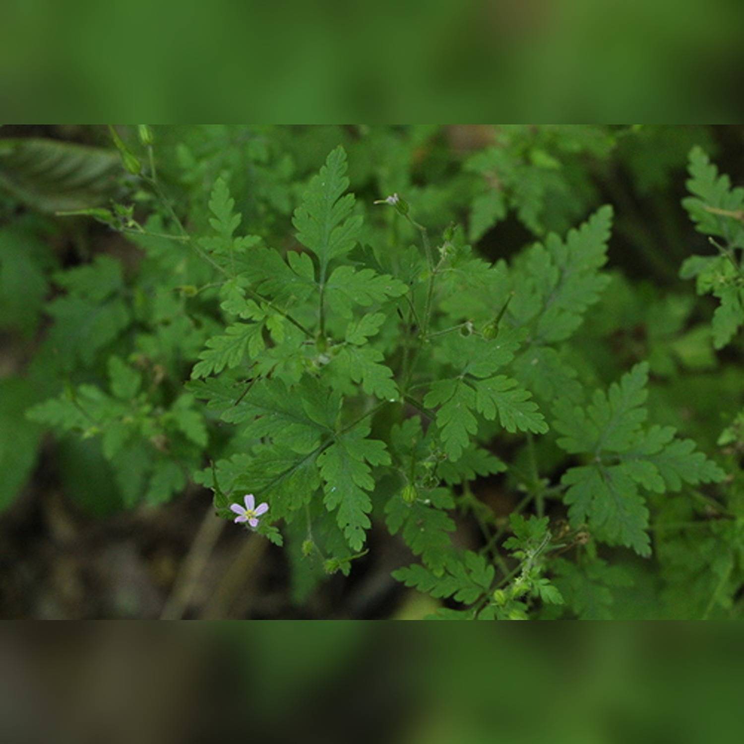 GERANIUM - Image 5