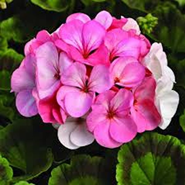 GERANIUM SPP. - Image 3