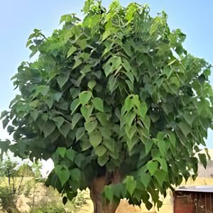 GMELINA ARBOREA