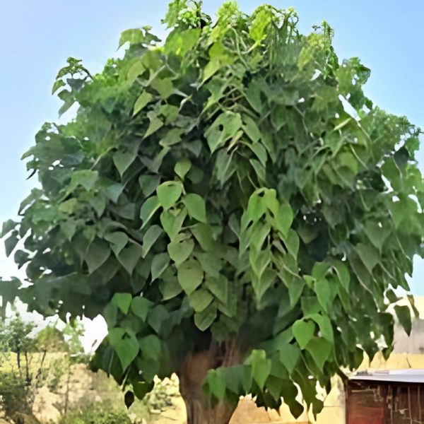 GMELINA ARBOREA - Image 2