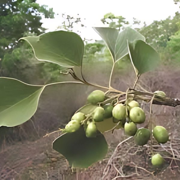 GMELINA ARBOREA - Image 4