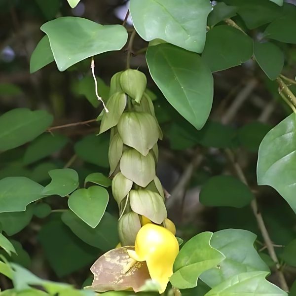 GMELINA HYSTRIX - Image 3