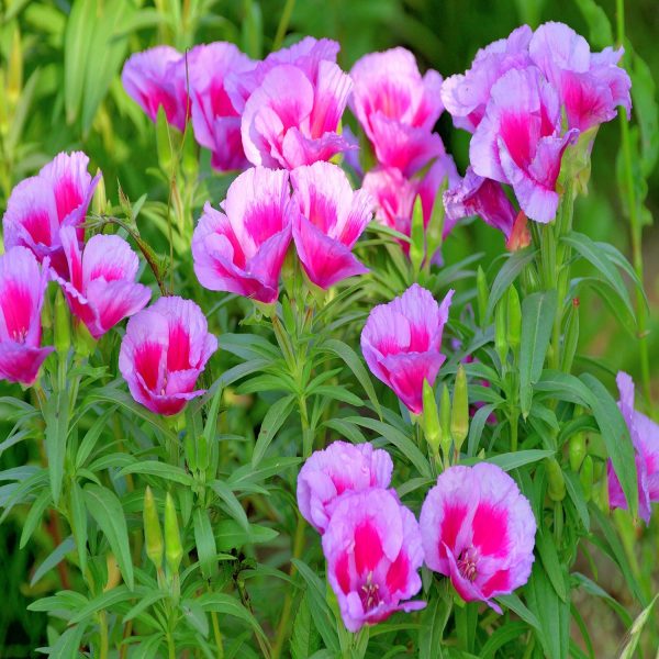 GODETIA SPP. - Image 3