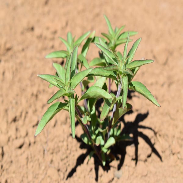 GODETIA SPP.