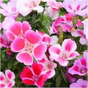 GODETIA