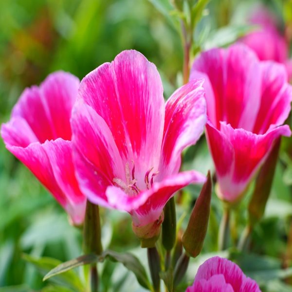 GODETIA SPP. - Image 4
