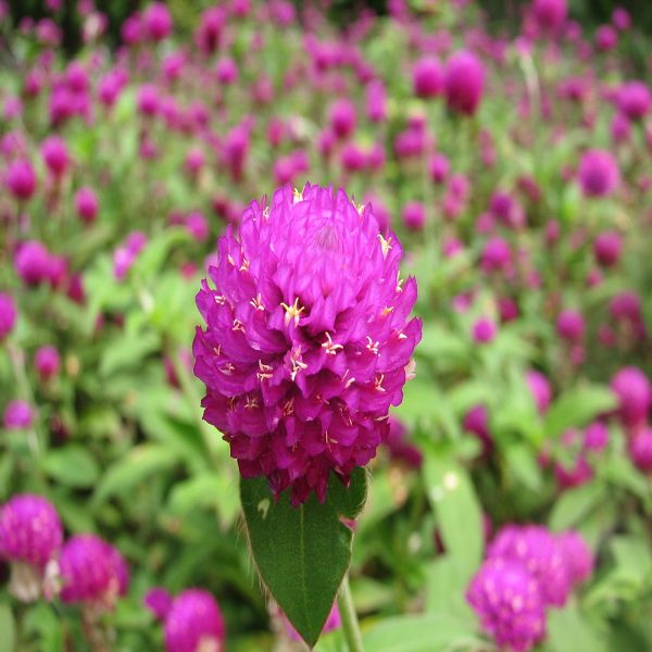 GOMPHRENA GLOBOSA - Image 3