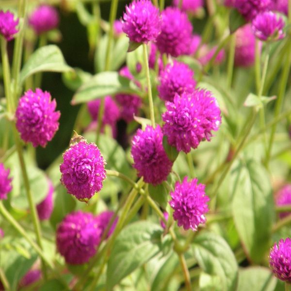 GOMPHRENA GLOBOSA - Image 4