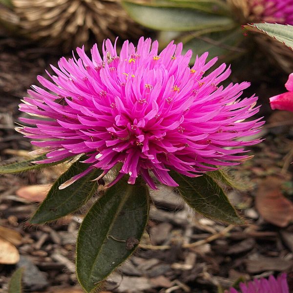 GOMPHRENA GLOBOSA - Image 5