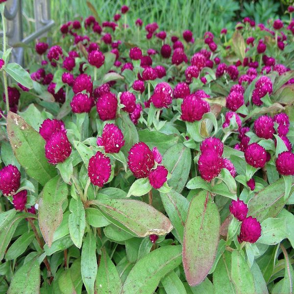 GOMPHRENA GLOBOSA - Image 6