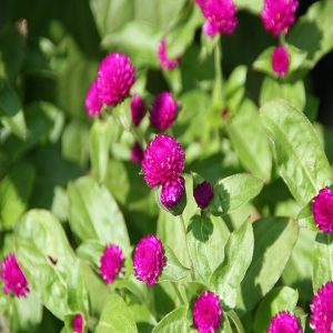 GOMPHRENA GLOBOSA