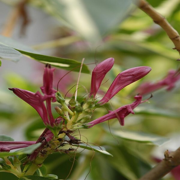 GRAPTOPHYLLOM PICTUM - Image 3