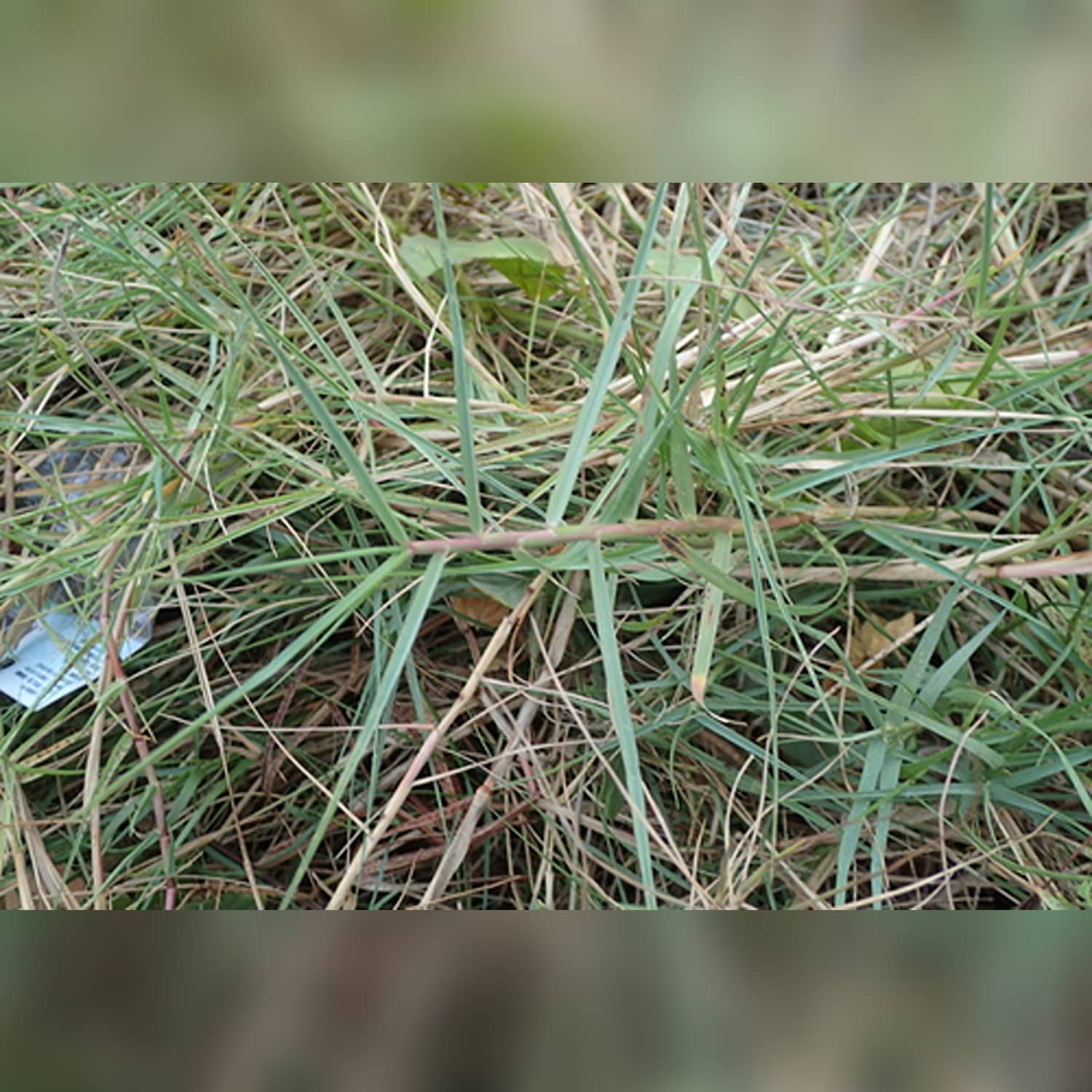 PASPALUM VAGINATUM (BAG) - Image 4
