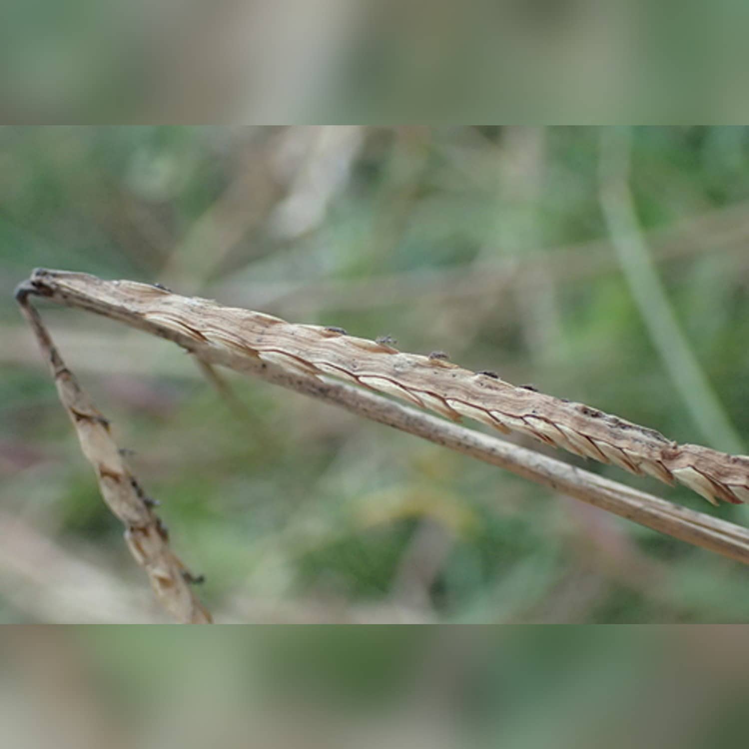 PASPALUM VAGINATUM (BAG) - Image 5