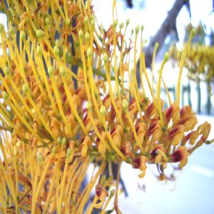GREVILLEA ROBUSTA