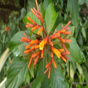 HAMELIA PATENS