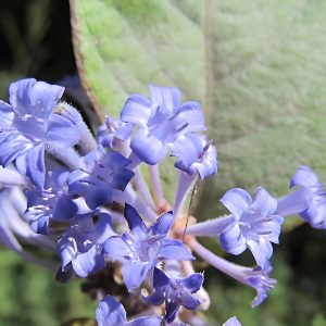 HAMILTONIA SUAVEOLENS